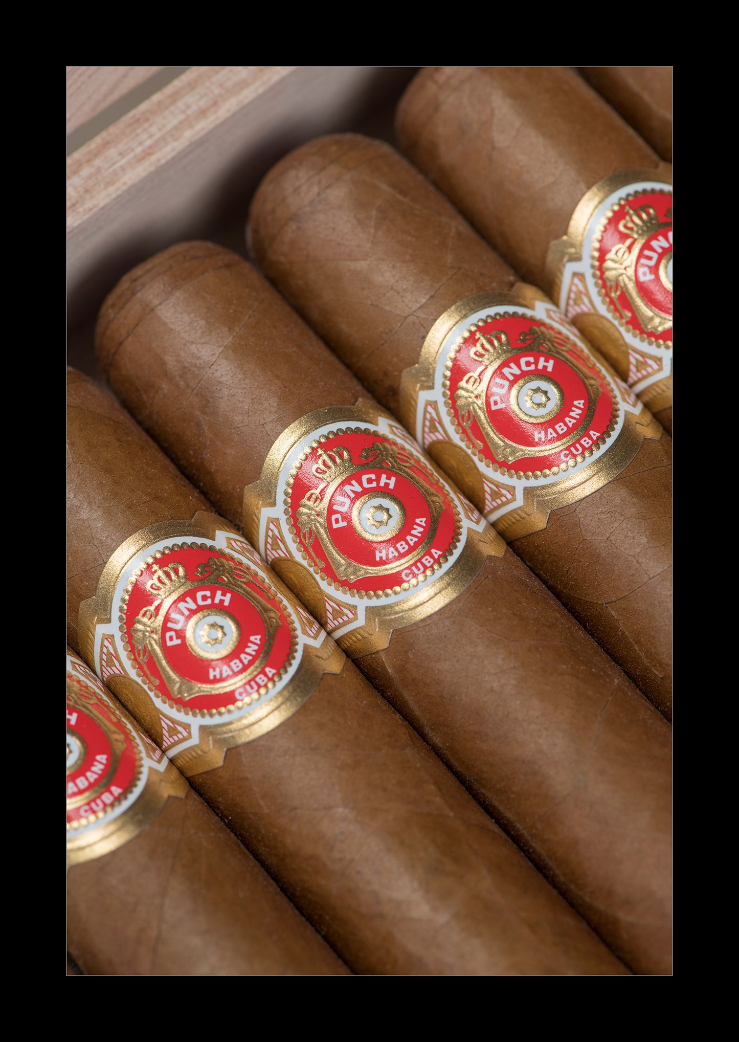 Close-up of several brown cigars arranged diagonally, each with a red and gold band labeled Pech Mexican.